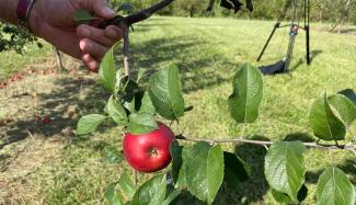 picture of an apple in the orchard