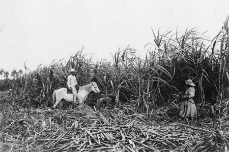 historical hoto LOC: cutting sugar cane on a Cuban plantation